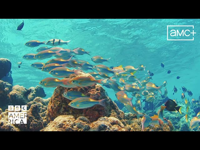 The Lagoon of Life | Our Planet Earth | BBC America