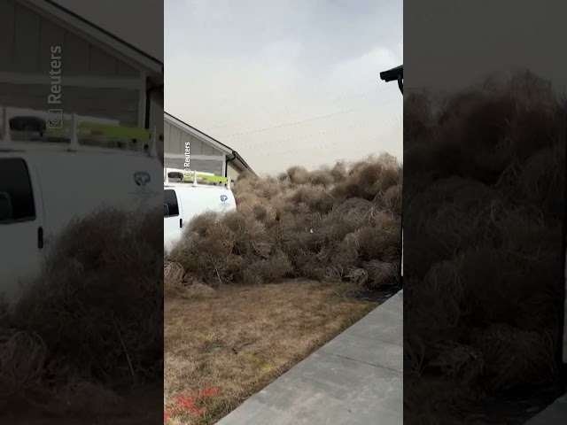 Plantas rodadoras se acumulan en las calles de Nevada