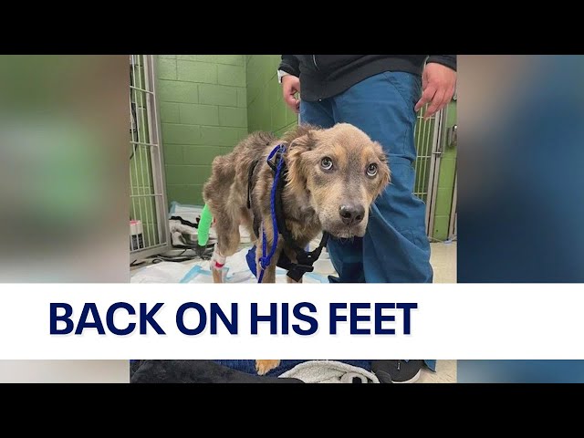 Emaciated dog at Chicago animal rescue holding strong in recovery