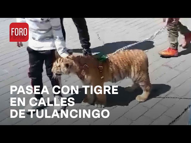 Pasea con un cachorro de tigre en Tulancingo y los niños se acercan a acariciarlo - Las Noticias