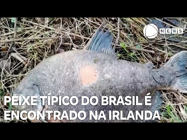 Peixe típico do Brasil é encontrado em lago na Irlanda