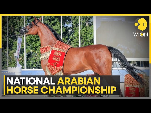 National Arabian Horse Championship underway: The world's finest thoroughbred horse breeds | WI