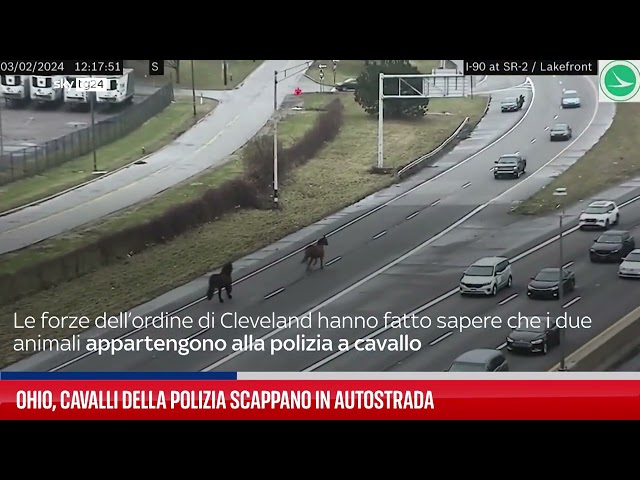 Ohio, cavalli della polizia scappano in autostrada