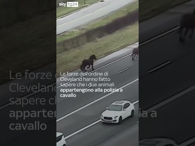 Ohio, cavalli della polizia scappano in autostrada