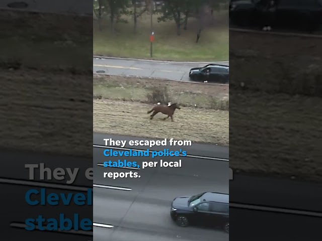 Watch: Runaway horses gallop down busy interstate halting traffic #Shorts