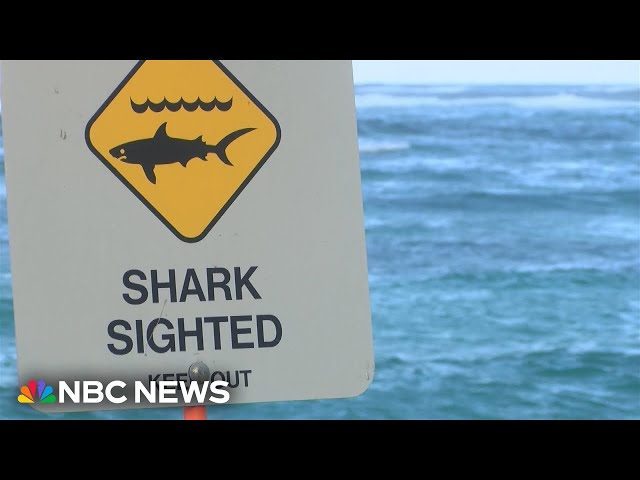 Apparent shark attack injures 11-year-old girl off Hawaii shore