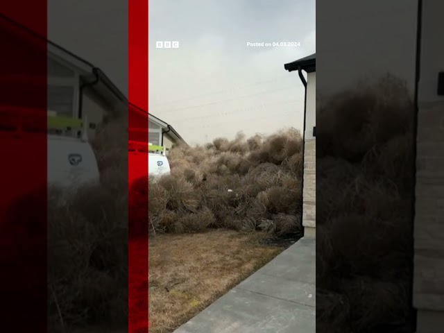 High winds in Utah and Nevada have brought with them thousands of tumbleweeds. #Shorts #BBCNews