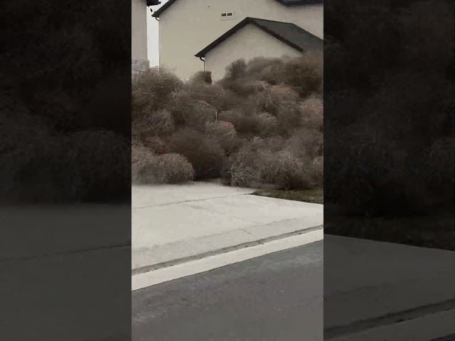 Watch: Utah neighborhood invaded by tumbleweeds #Shorts