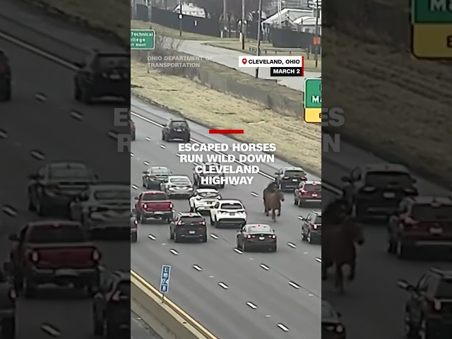 Escaped horses run wild down Cleveland highway