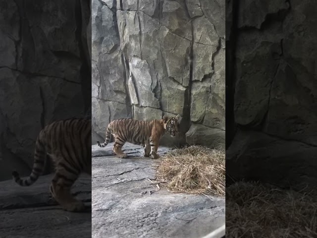 Meet Rare Malayan tiger triplets at Jacksonville Zoo