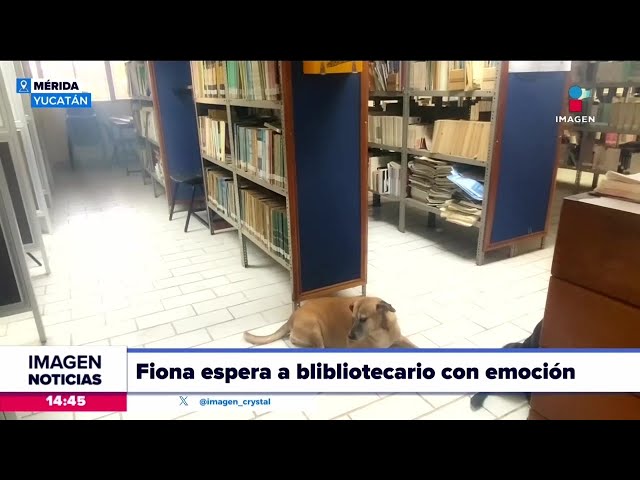 Fiona espera todos los días la llegada del bibliotecario de la Universidad de Mérida | Crystal