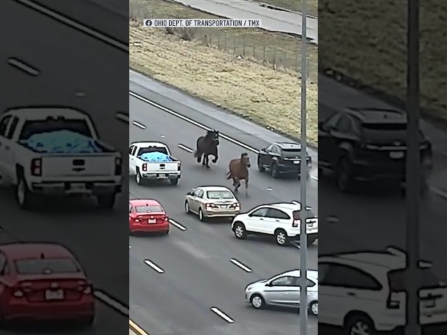 2 police horses ESCAPE, causing a traffic jam on an Ohio interstate!