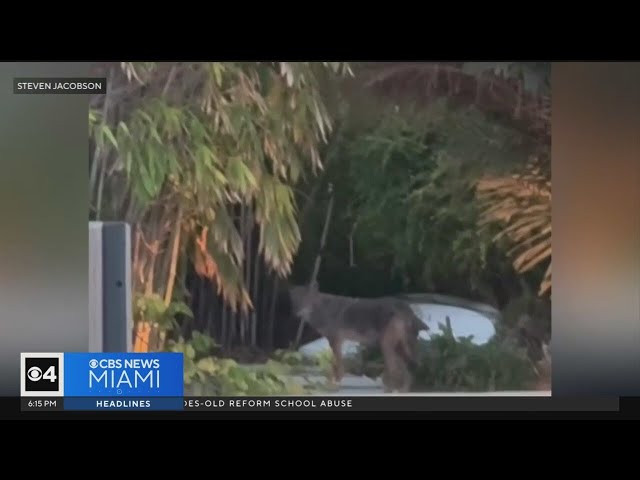 Residents concerned after coyote sighted in Fort Lauderdale