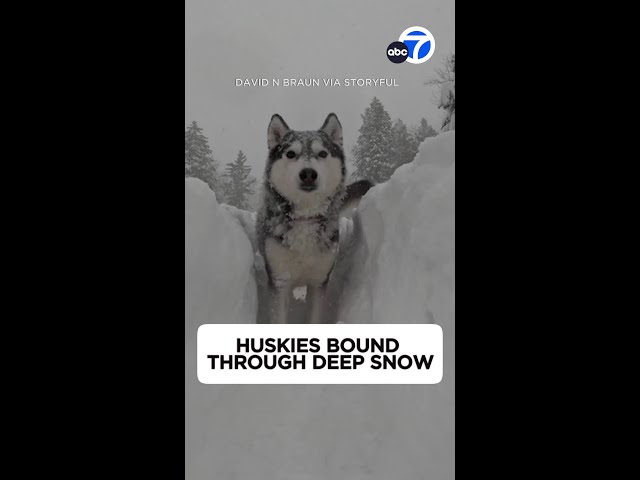 Huskies play in deep snow as blizzard hits Tahoe