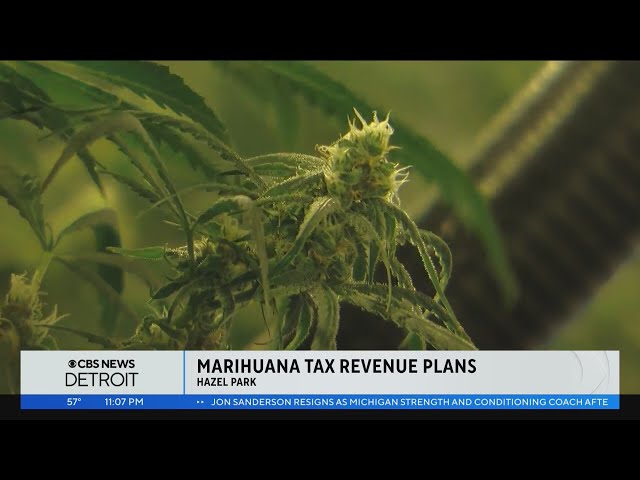 Millions of dollars in marijuana tax revenue distributed