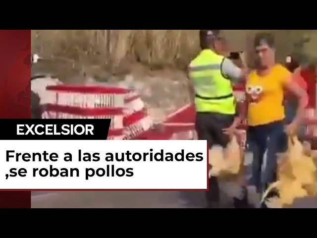 Camión con pollos vivos vuelca y habitantes se los roban en Veracruz