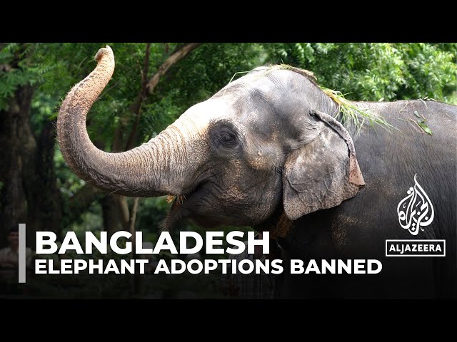 Elephants under threat: Bangladesh bans adoption of the animals