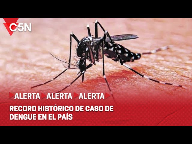 DENGUE SIN FRENO: RECORD HISTÓRICO de CASOS en TODO el PAÍS