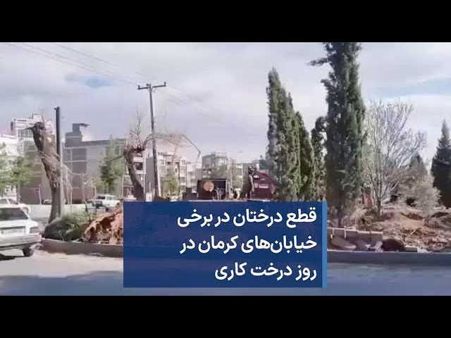 ⁣قطع درختان در برخی خیابان‌های کرمان در روز درخت کاری