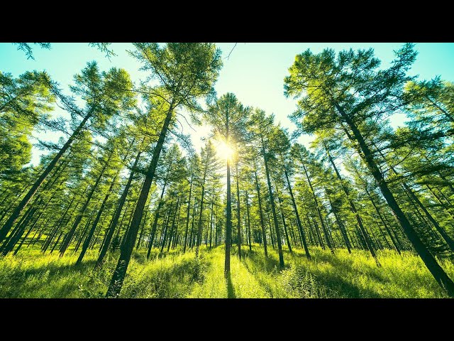 Message of Spring: Undulating pines on once desertified highland