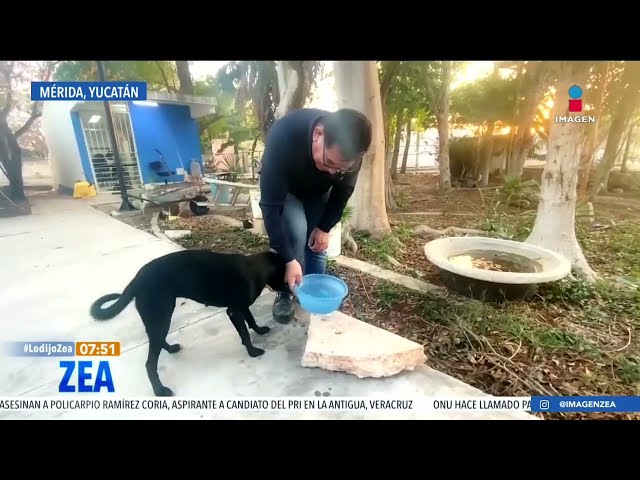 Perrita espera todos los días al bibliotecario de la Universidad Pedagógica en Mérida | Paco Zea