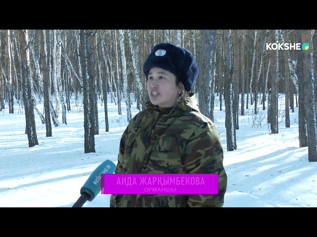 ⁣КЕРБЕЗ | Орманшы әйел - 05.03.2024