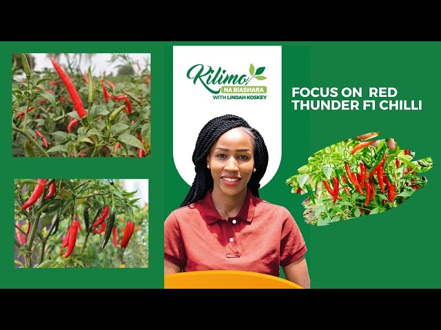 Focus on Red Thunder (FI) Chilli farming