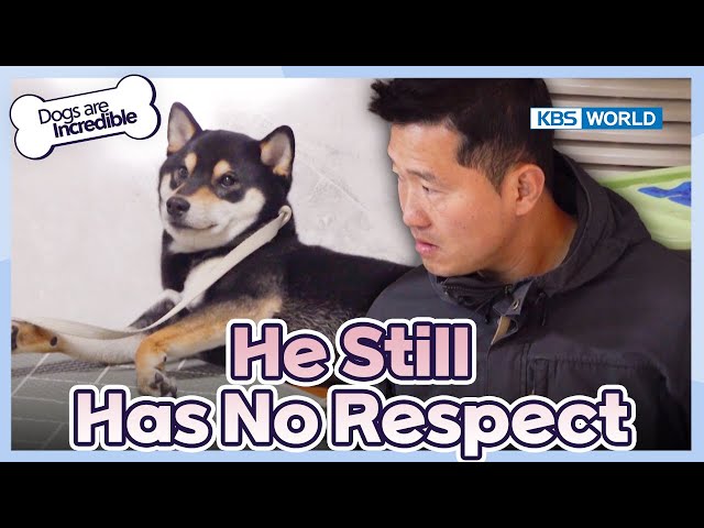 Kang Taking Control of the Room [Dogs Are Incredible : EP.209-2] | KBS WORLD TV 240305