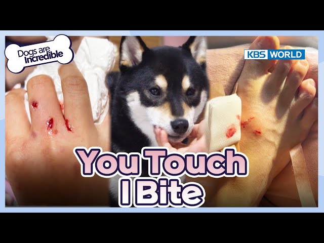 A Possessive Shiba Inu Leo [Dogs Are Incredible : EP.209-1] | KBS WORLD TV 240305