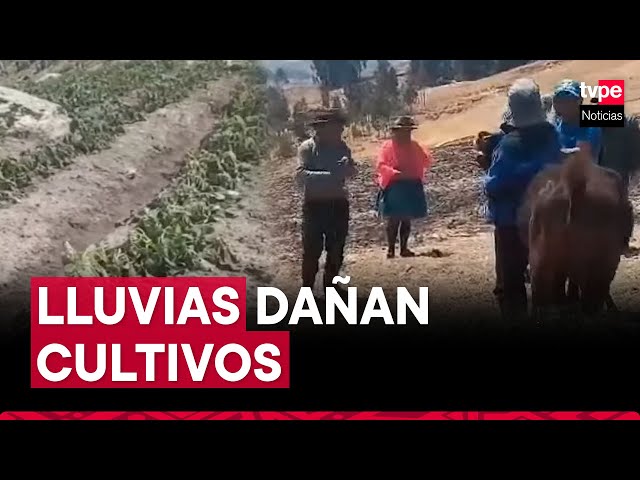 Huancavelica: agricultores pierden cultivos por lluvias y fuertes vientos