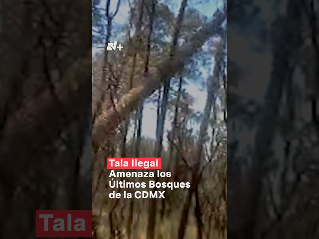 Tala ilegal amenaza los últimos bosques de la CDMX #nmas #cdmx #shorts