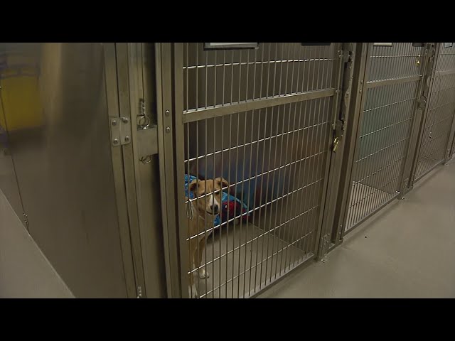 Intake of animals at Denver Animal Shelter highest in 10 years