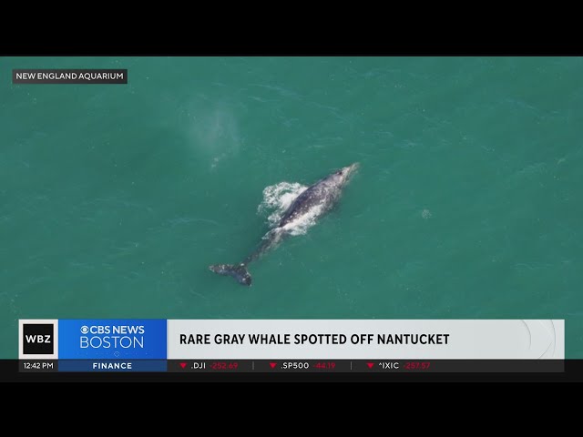 "Incredibly rare" gray whale spotted off Nantucket