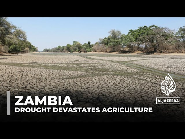 Zambia declares national disaster after drought devastates agriculture