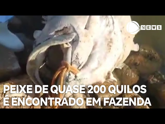 Peixe de quase 200 quilos é encontrado em fazenda