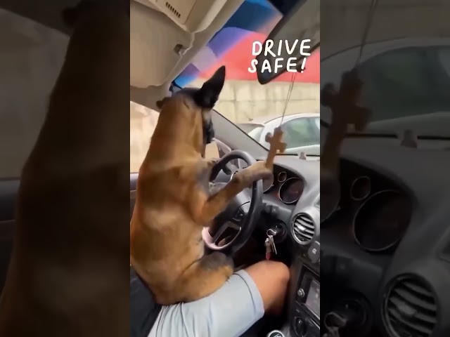 ¡Este perro maneja un auto!