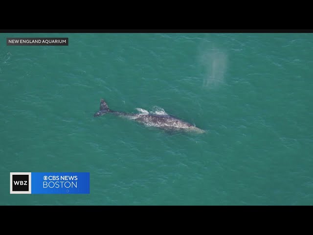 Rare gray whale spotted near Nantucket