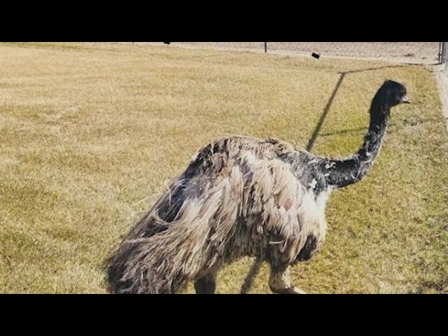 Buddy the emu safely returned home