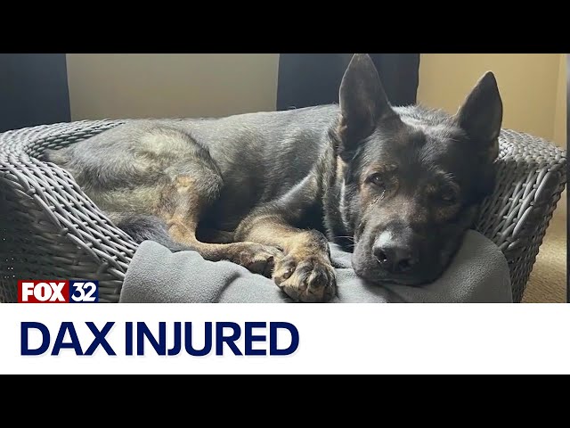 Illinois K9 injured while apprehending suspect