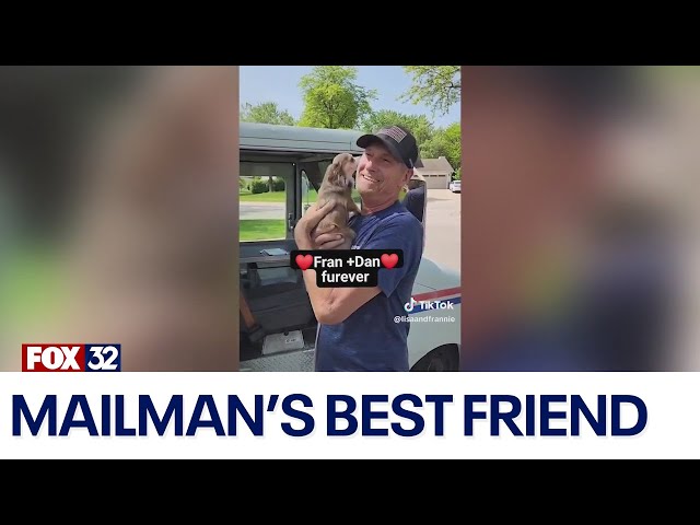 Suburban Chicago dog, postman go viral on social media