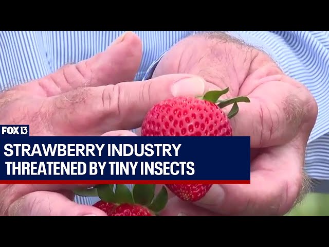 ⁣Florida's strawberry industry threatened by tiny insects
