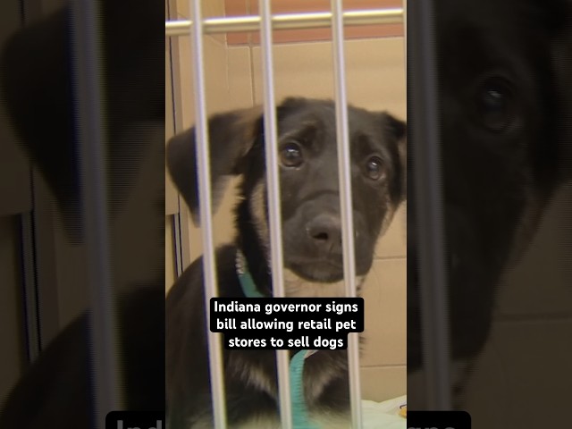 Controversial new law allows sale of puppies in Indiana pet stores