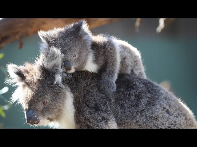 'Embarrassing for our country': Chris Kenny on latest news on Kangaroo Island koalas