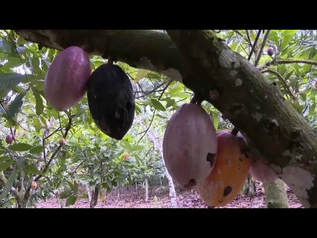 Los precios del cacao y el chocolate se disparan por la propagación de enfermedades en los cultivos