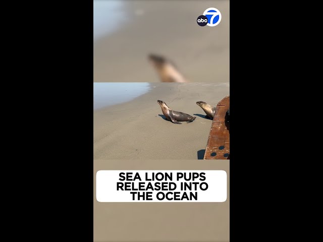 Four sea lion pups released into the ocean in Marina del Rey