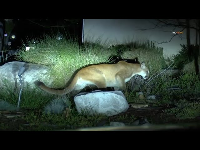 Mountain lion spotted in Sierra Madre neighborhood