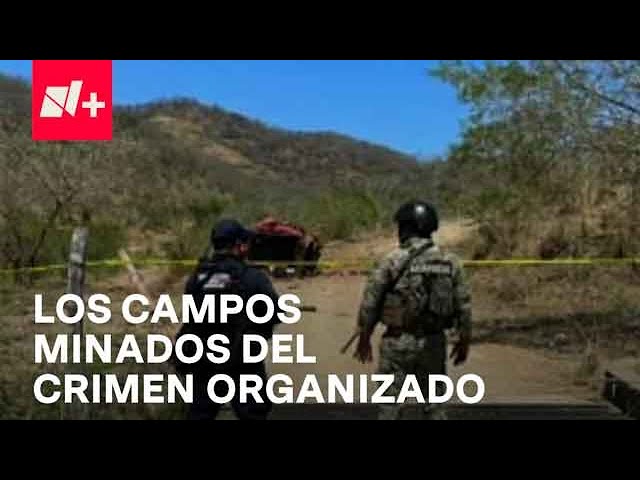 Crimen organizado mina los campos en Michoacán: Danielle Dithurbide explica - Despierta