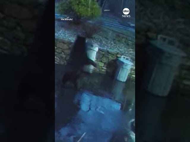 Group of bears steals garbage can from Connecticut driveway