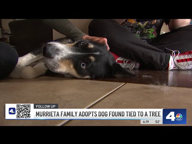 Abandoned dog in Orange County adopted by a Murrieta family