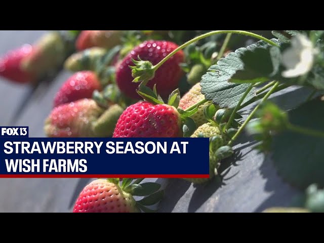 ⁣Strawberry season at Wish Farms